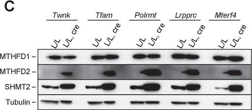 Western blot - Anti-MTHFD1 antibody (AB103698), expandable thumbnail