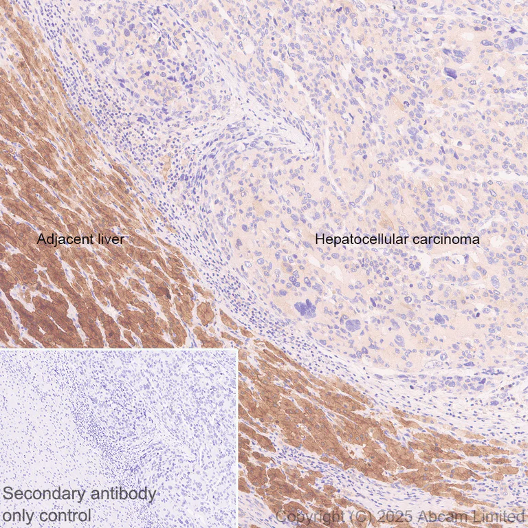 Immunohistochemistry (Formalin/PFA-fixed paraffin-embedded sections) - Anti-MTHFD1 antibody [EPR29810-508] (AB324379)