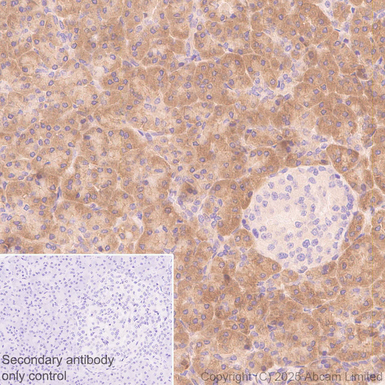 Immunohistochemistry (Formalin/PFA-fixed paraffin-embedded sections) - Anti-MTHFD1 antibody [EPR29810-508] (AB324379)