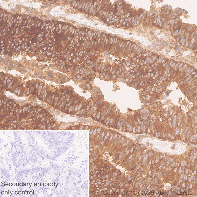 Immunohistochemistry (Formalin/PFA-fixed paraffin-embedded sections) - Anti-MTHFD1 antibody [EPR29810-508] (AB324379)