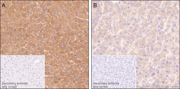 Immunohistochemistry (Formalin/PFA-fixed paraffin-embedded sections) - Anti-MTHFD1 antibody [EPR29810-508] (AB324379)