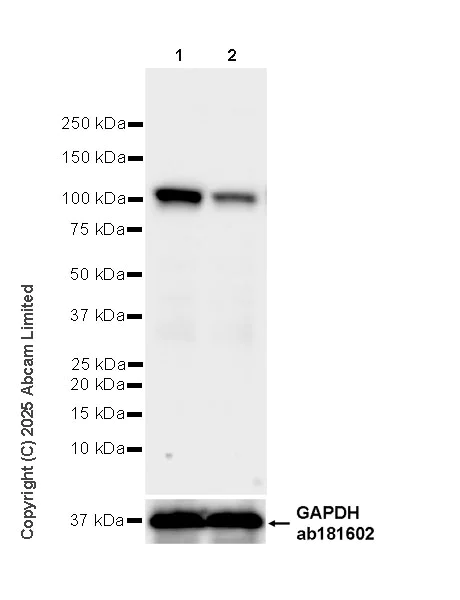 Western blot - Anti-MTHFD1 antibody [EPR29810-508] (AB324379)