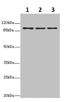 Western blot - Anti-MTHFD1L antibody - C-terminal (AB229708)