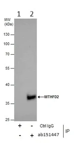 Immunoprecipitation - Anti-MTHFD2 antibody (AB151447)