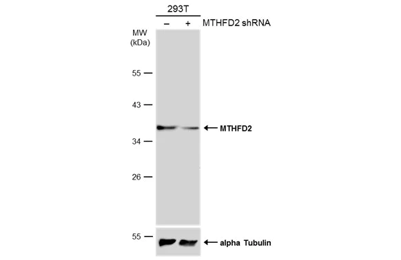 Western blot - Anti-MTHFD2 antibody (AB151447)