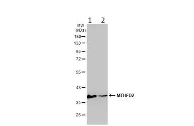 Western blot - Anti-MTHFD2 antibody (AB151447)