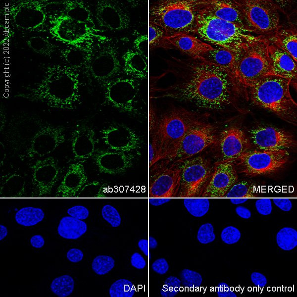 Immunocytochemistry/ Immunofluorescence - Anti-MTHFD2 antibody [EPR26938-20] - BSA and Azide free (ab307429), expandable thumbnail