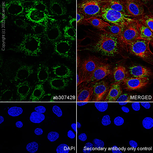 Immunocytochemistry/ Immunofluorescence - Anti-MTHFD2 antibody [EPR26938-20] - BSA and Azide free (AB307429)