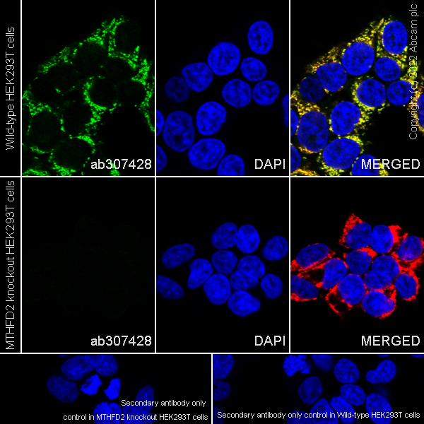 Immunocytochemistry/ Immunofluorescence - Anti-MTHFD2 antibody [EPR26938-20] - BSA and Azide free (ab307429), expandable thumbnail