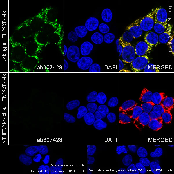 Immunocytochemistry/ Immunofluorescence - Anti-MTHFD2 antibody [EPR26938-20] - BSA and Azide free (AB307429)