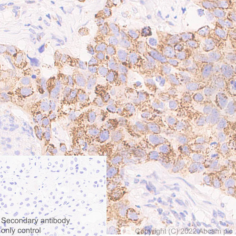 Immunohistochemistry (Formalin/PFA-fixed paraffin-embedded sections) - Anti-MTHFD2 antibody [EPR26938-20] - BSA and Azide free (AB307429)