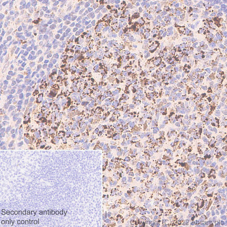 Immunohistochemistry (Formalin/PFA-fixed paraffin-embedded sections) - Anti-MTHFD2 antibody [EPR26938-20] - BSA and Azide free (AB307429)