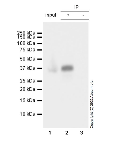 Immunoprecipitation - Anti-MTHFD2 antibody [EPR26938-20] - BSA and Azide free (AB307429), expandable thumbnail