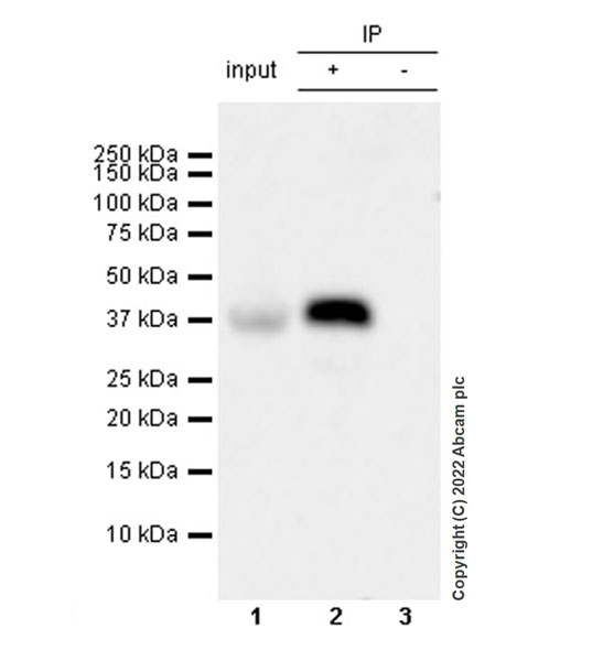 Immunoprecipitation - Anti-MTHFD2 antibody [EPR26938-20] - BSA and Azide free (AB307429), expandable thumbnail