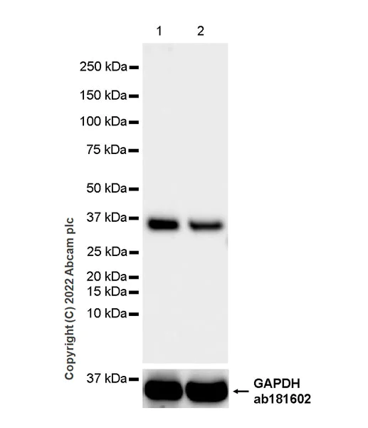 Western blot - Anti-MTHFD2 antibody [EPR26938-20] - BSA and Azide free (AB307429)