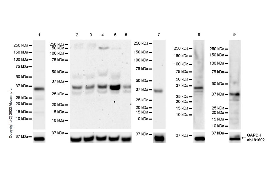 Western blot - Anti-MTHFD2 antibody [EPR26938-20] - BSA and Azide free (AB307429), expandable thumbnail