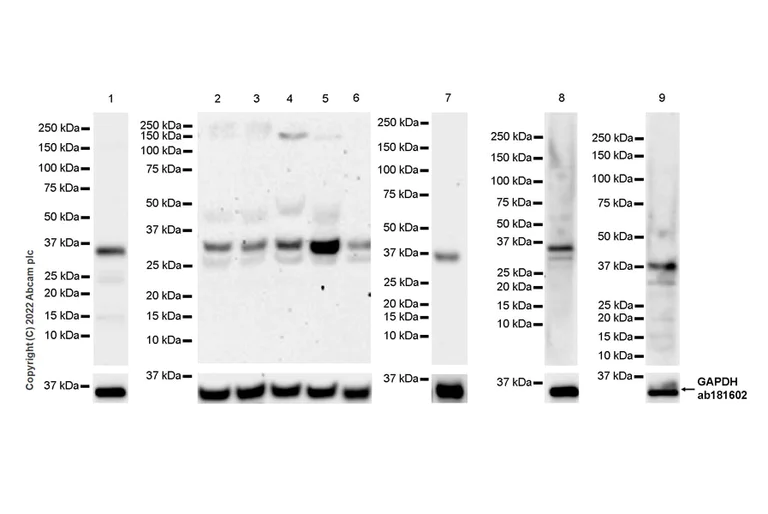 Western blot - Anti-MTHFD2 antibody [EPR26938-20] - BSA and Azide free (AB307429)