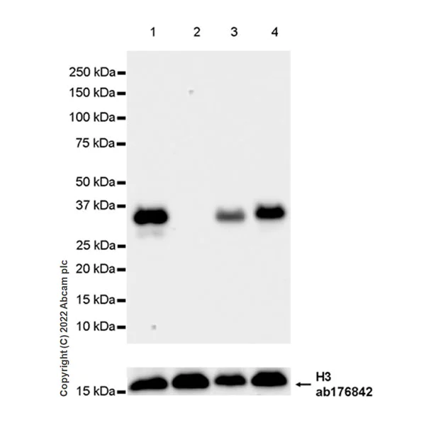 Western blot - Anti-MTHFD2 antibody [EPR26938-20] - BSA and Azide free (AB307429)