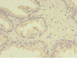 Immunohistochemistry (Formalin/PFA-fixed paraffin-embedded sections) - Anti-MTHFR antibody (AB236737)