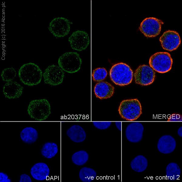 Immunocytochemistry/ Immunofluorescence - Anti-MTHFR antibody [EPR19781] (AB203786)