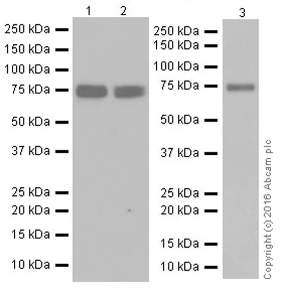 Western blot - Anti-MTHFR antibody [EPR19781] (AB203786)