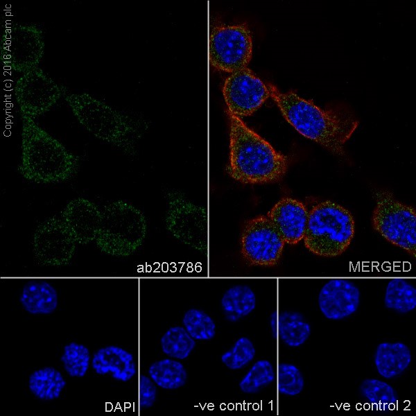 Immunocytochemistry/ Immunofluorescence - Anti-MTHFR antibody [EPR19781] - BSA and Azide free (ab251399), expandable thumbnail