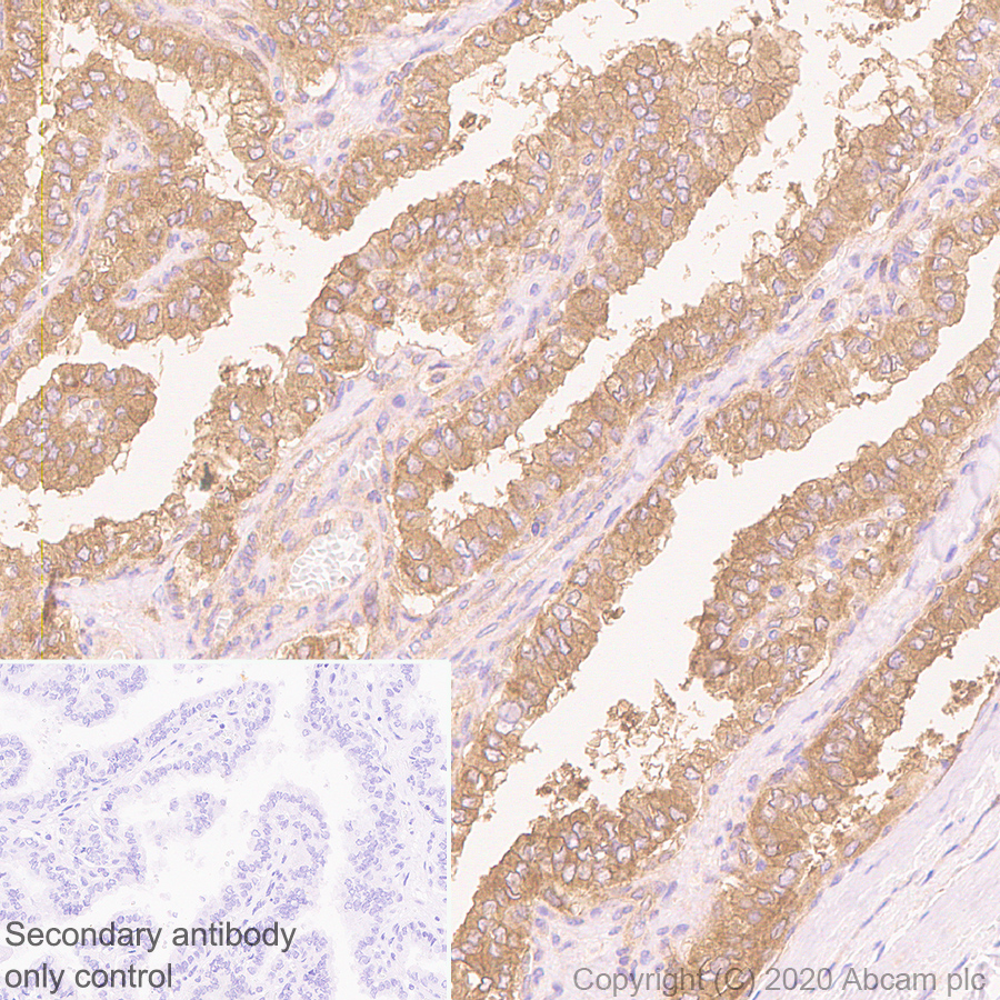 Immunohistochemistry (Formalin/PFA-fixed paraffin-embedded sections) - Anti-MTHFR antibody [EPR19781] - BSA and Azide free (AB251399), expandable thumbnail