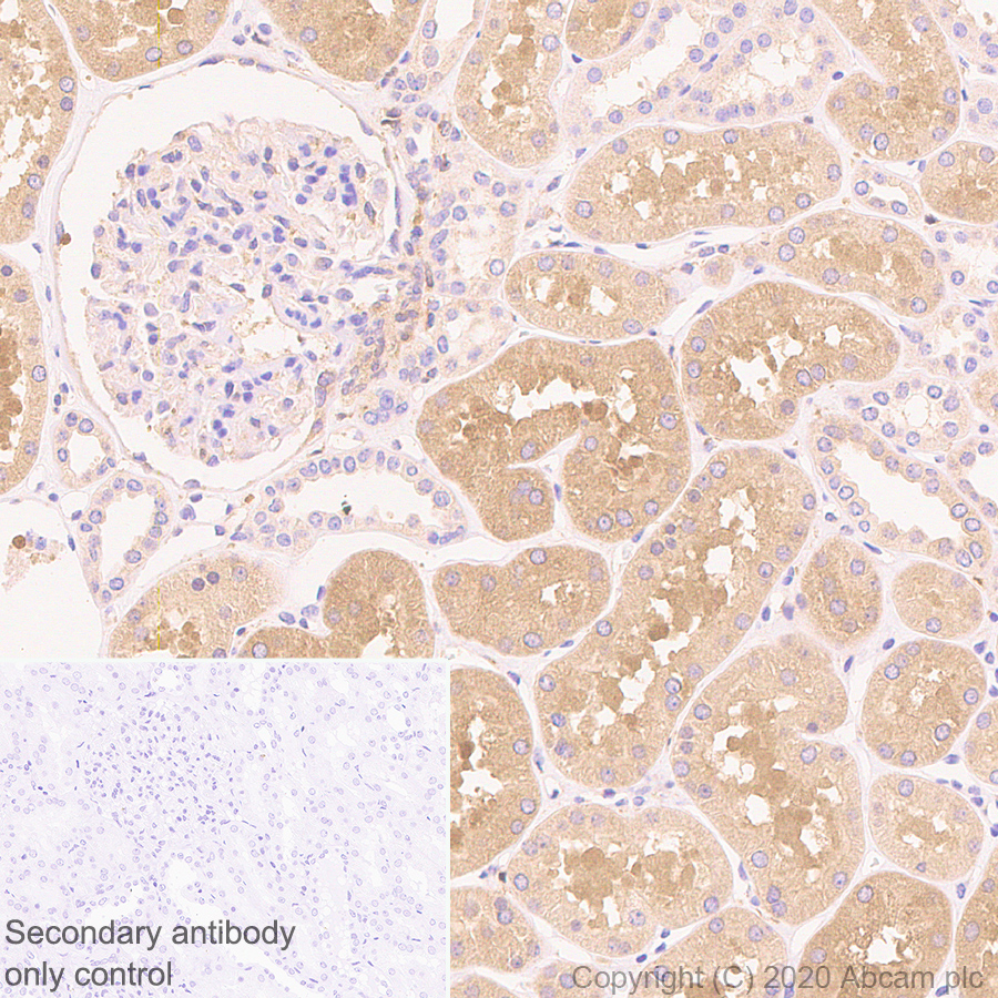 Immunohistochemistry (Formalin/PFA-fixed paraffin-embedded sections) - Anti-MTHFR antibody [EPR19781] - BSA and Azide free (AB251399), expandable thumbnail