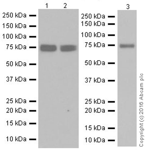 Western blot - Anti-MTHFR antibody [EPR19781] - BSA and Azide free (AB251399), expandable thumbnail