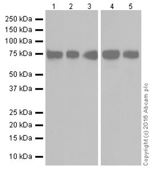 Western blot - Anti-MTHFR antibody [EPR19781] - BSA and Azide free (AB251399), expandable thumbnail