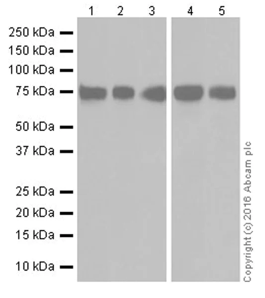 Western blot - Anti-MTHFR antibody [EPR19781] - BSA and Azide free (AB251399)