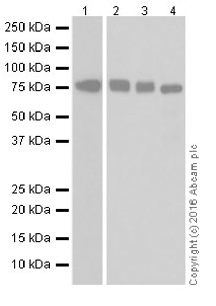 Western blot - Anti-MTHFR antibody [EPR19781] - BSA and Azide free (AB251399), expandable thumbnail
