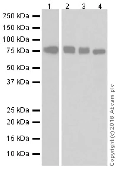 Western blot - Anti-MTHFR antibody [EPR19781] - BSA and Azide free (AB251399)