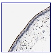 Immunohistochemistry (Formalin/PFA-fixed paraffin-embedded sections) - Anti-MTIF2 antibody (AB121243)