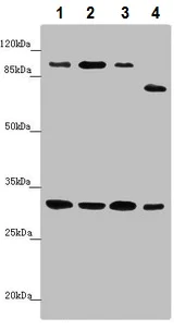 Western blot - Anti-MTIF3 antibody (AB230321)