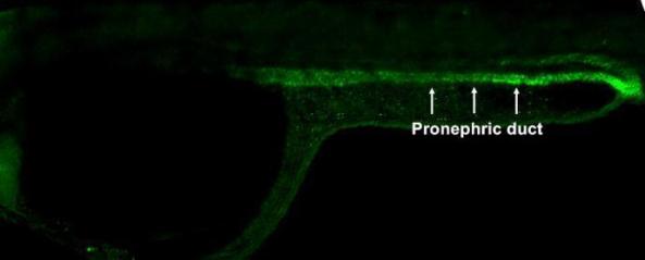 IHC - Wholemount - Anti-MTMR2 antibody (AB211129), expandable thumbnail