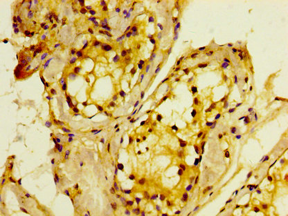 Immunohistochemistry (Formalin/PFA-fixed paraffin-embedded sections) - Anti-MTMR2 antibody (AB236978)
