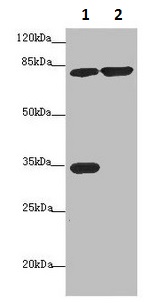 Western blot - Anti-MTO1 antibody (AB235381), expandable thumbnail