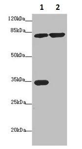 Western blot - Anti-MTO1 antibody (AB235381)