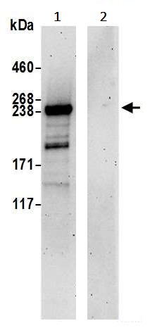 Immunoprecipitation - Anti-mTOR antibody (AB245370)