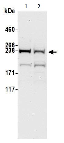 Western blot - Anti-mTOR antibody (AB245370)