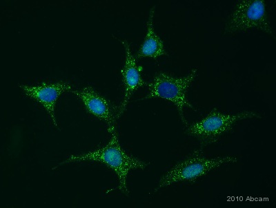 Immunocytochemistry/ Immunofluorescence - Anti-mTOR antibody (AB25880)