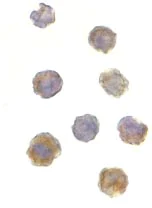 Immunocytochemistry/ Immunofluorescence - Anti-mTOR antibody (AB25880)
