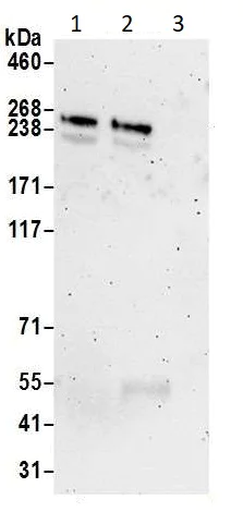 Immunoprecipitation - Anti-mTOR antibody (AB2732)