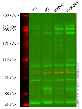 Western blot - Anti-mTOR antibody (AB2732)
