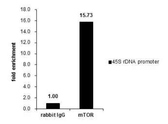 ChIP - Anti-mTOR antibody - C-terminal (AB137341)