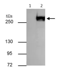 Immunoprecipitation - Anti-mTOR antibody - C-terminal (AB137341)
