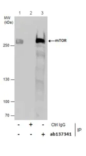 Immunoprecipitation - Anti-mTOR antibody - C-terminal (AB137341)