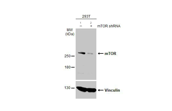Western blot - Anti-mTOR antibody - C-terminal (AB137341)