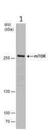 Western blot - Anti-mTOR antibody - C-terminal (AB137341)